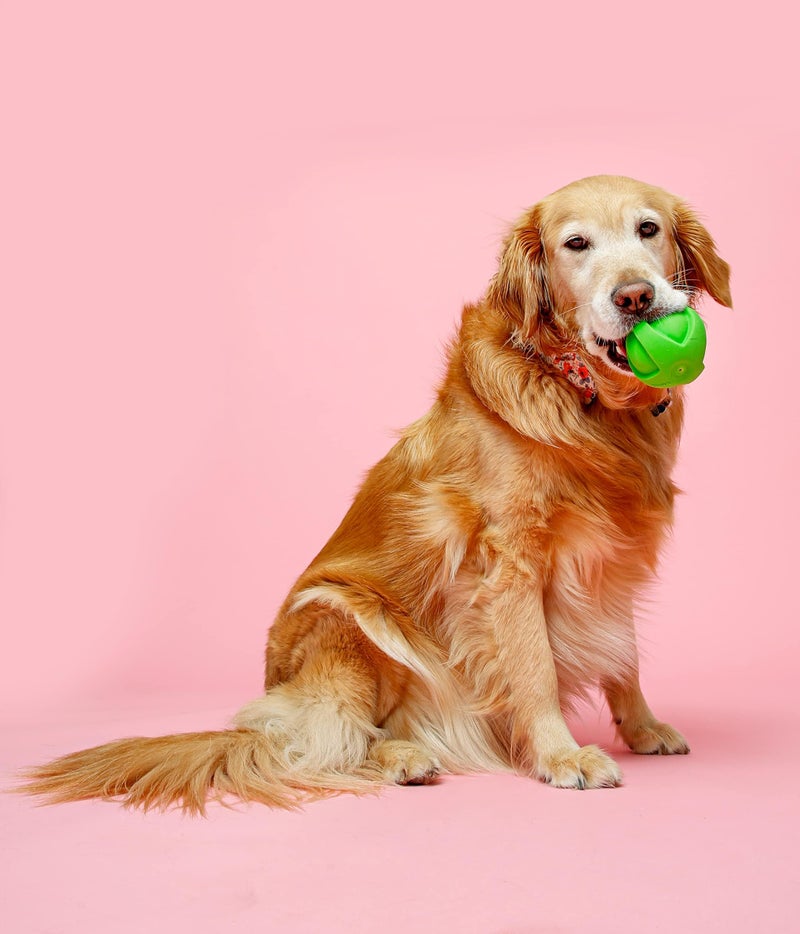 Hartz DuraPlay Ball Squeaky Latex Dog Toy, Neon Green, Neon Pink & Neon Orange, Large 3 Count Pack - Image 5
