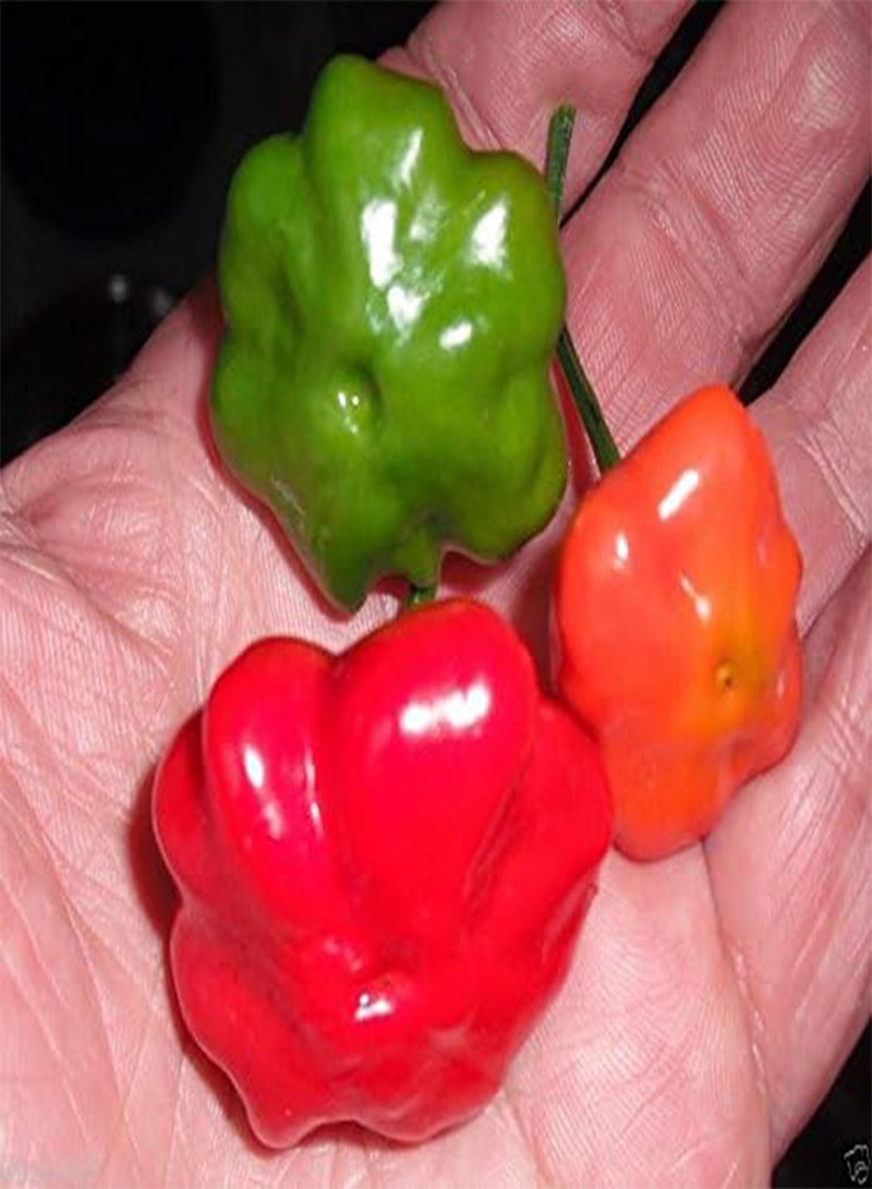 جي جوت 25 بذور أجي - نجم البحر البرازيلي - ، نادر ، غريب! - Image 3