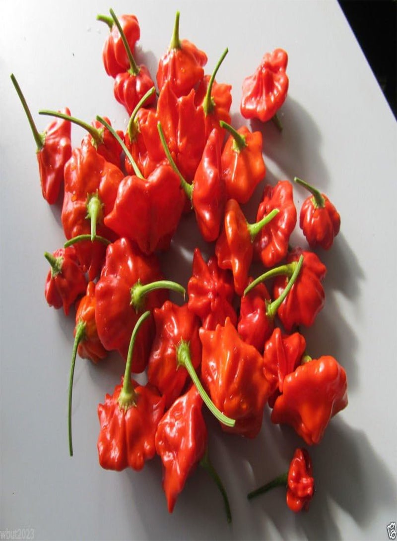 جي جوت 25 بذور أجي - نجم البحر البرازيلي - ، نادر ، غريب! - Image 1