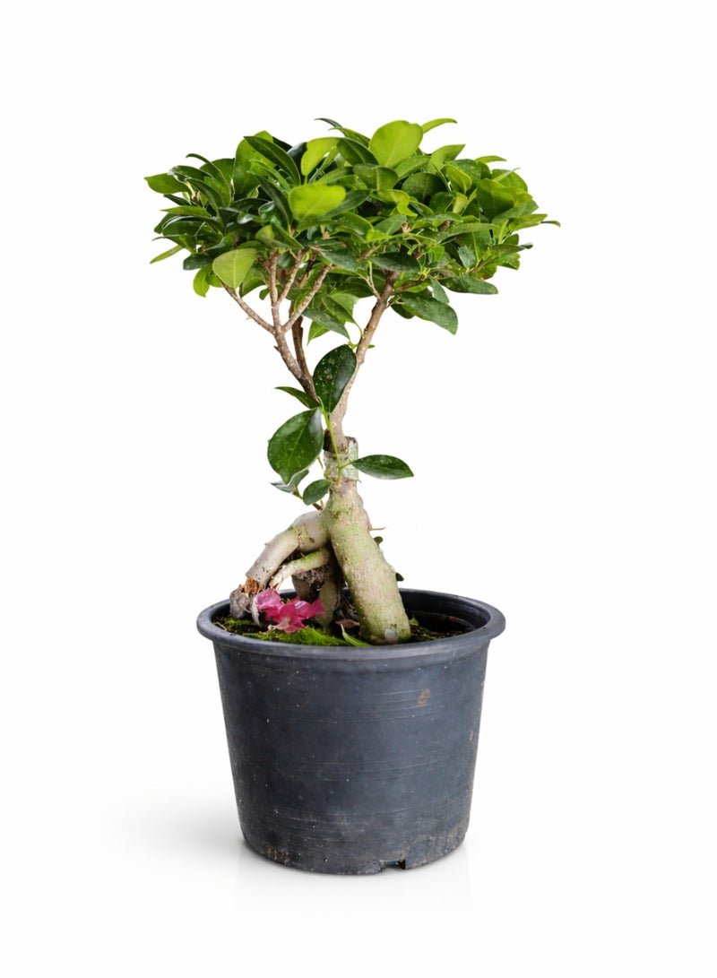 بلانت نبتة بونساي طازجة، شجرة داخلية حية | بونساي صغير مزخرف في أصيص | نبتة زين لتزيين الطاولة في المنزل والمكتب | نبتة خضراء طبيعية كهدية - Image 2