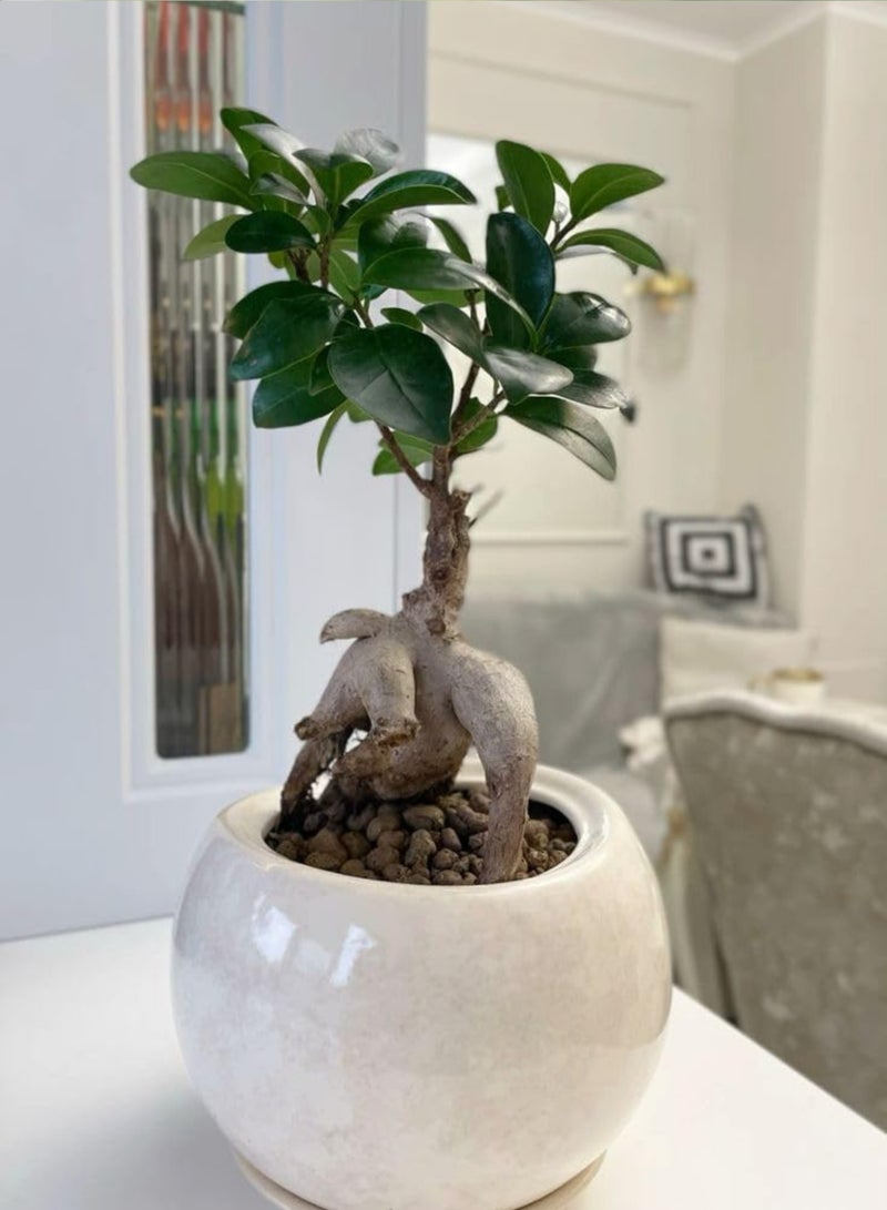 بلانت نبتة بونساي طازجة، شجرة داخلية حية | بونساي صغير مزخرف في أصيص | نبتة زين لتزيين الطاولة في المنزل والمكتب | نبتة خضراء طبيعية كهدية - Image 5