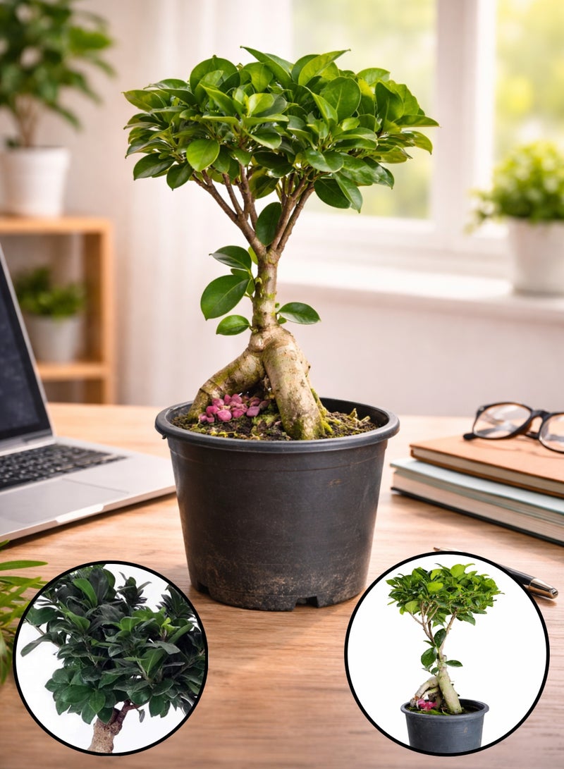 بلانت نبتة بونساي طازجة، شجرة داخلية حية | بونساي صغير مزخرف في أصيص | نبتة زين لتزيين الطاولة في المنزل والمكتب | نبتة خضراء طبيعية كهدية - Image 1