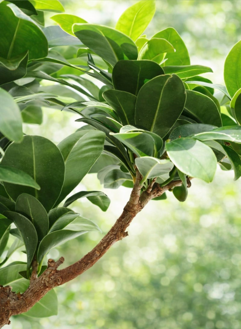 بلانت نبتة بونساي طازجة، شجرة داخلية حية | بونساي صغير مزخرف في أصيص | نبتة زين لتزيين الطاولة في المنزل والمكتب | نبتة خضراء طبيعية كهدية - Image 4