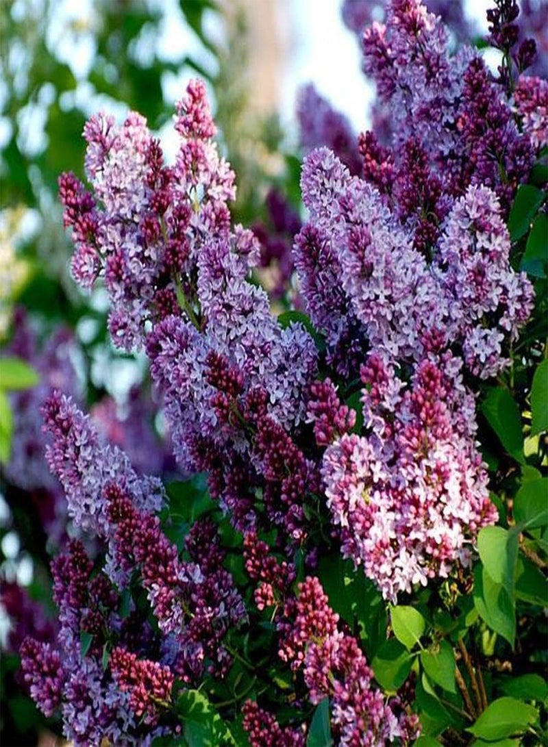 GGOOT 200Pcs Lilac Seeds Small Scented Flowers in Full Bloom Indispensable Garden Decorations Very Decorative and Attract Attention - Image 1