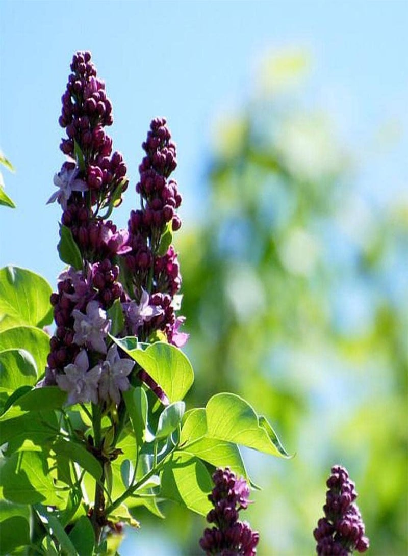 GGOOT 200Pcs Lilac Seeds Small Scented Flowers in Full Bloom Indispensable Garden Decorations Very Decorative and Attract Attention - Image 2