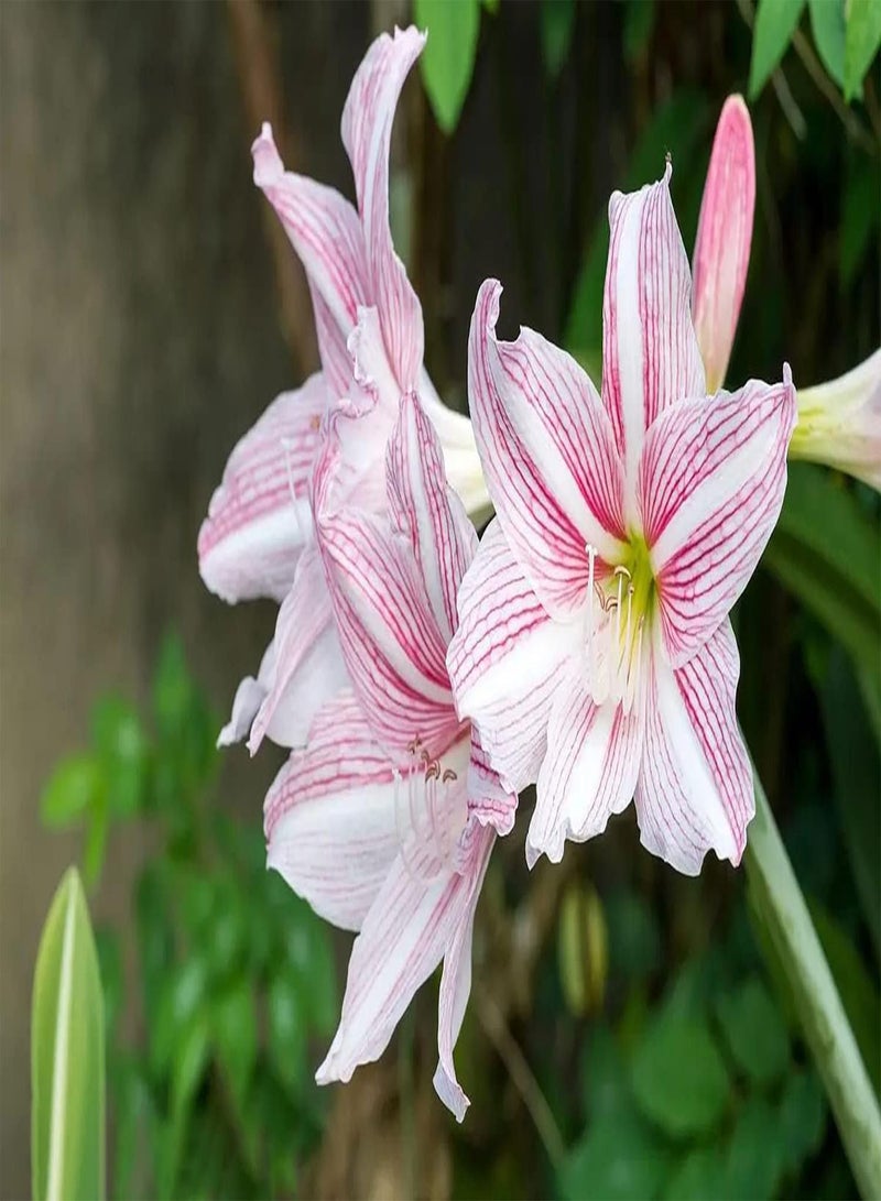 GGOOT 2 x rosafarbene Amaryllis Zwiebeln Erleben Sie Spaß am Pflanzen und Werden Sie zu Einer bezaubernden Landschaft im Haus die der Schönheit des Gartens eine wunderschöne Landschaft hinzufügt - Image 1