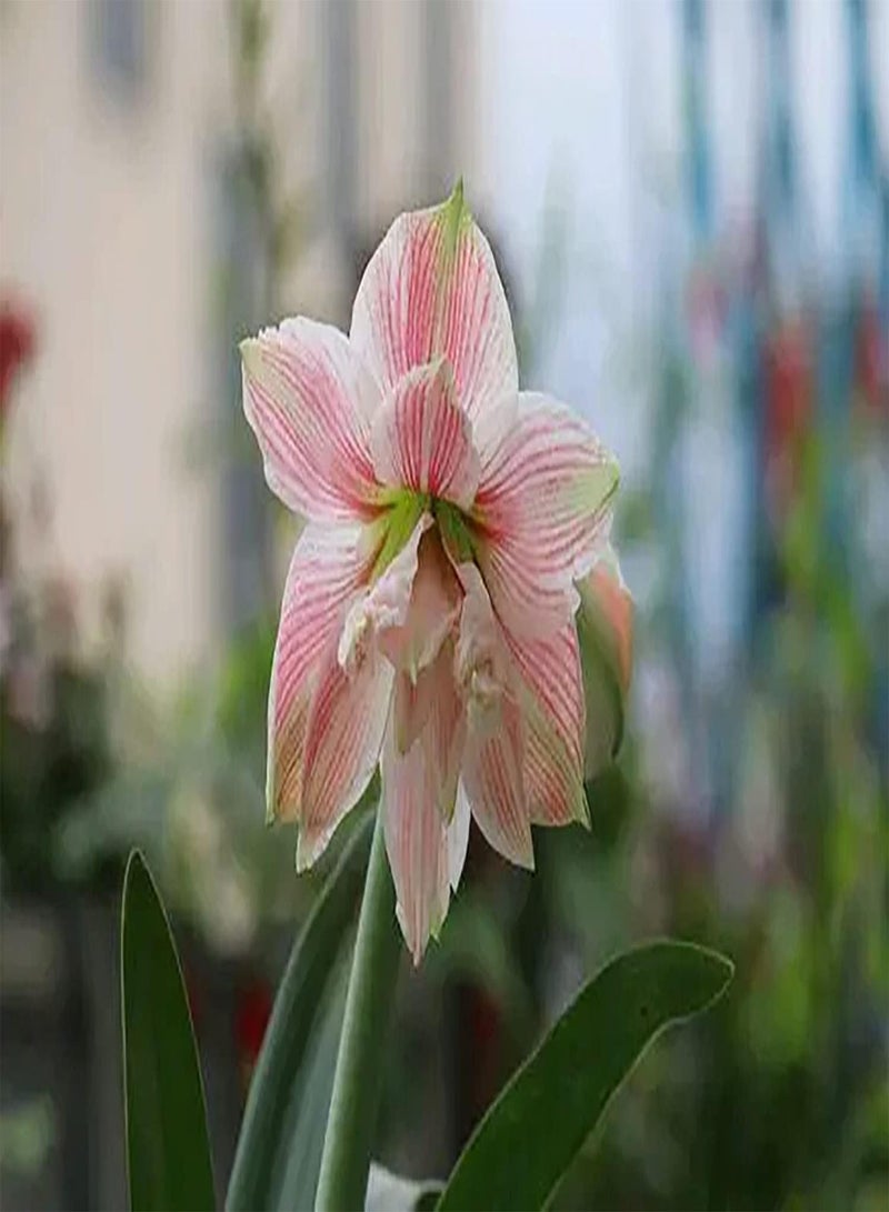 GGOOT 2 x rosafarbene Amaryllis Zwiebeln Erleben Sie Spaß am Pflanzen und Werden Sie zu Einer bezaubernden Landschaft im Haus die der Schönheit des Gartens eine wunderschöne Landschaft hinzufügt - Image 2