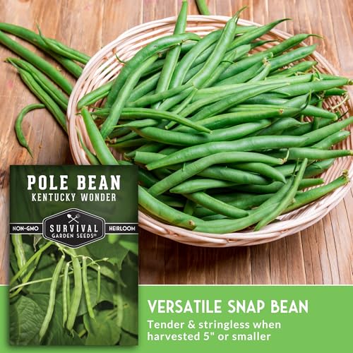 Survival Garden Seeds - Kentucky Wonder Pole Bean Seed for Planting - 1 Packet with Instructions to Plant and Grow Green Snap Beans in Your Home Vegetable Garden - Non-GMO Heirloom Variety - Image 4
