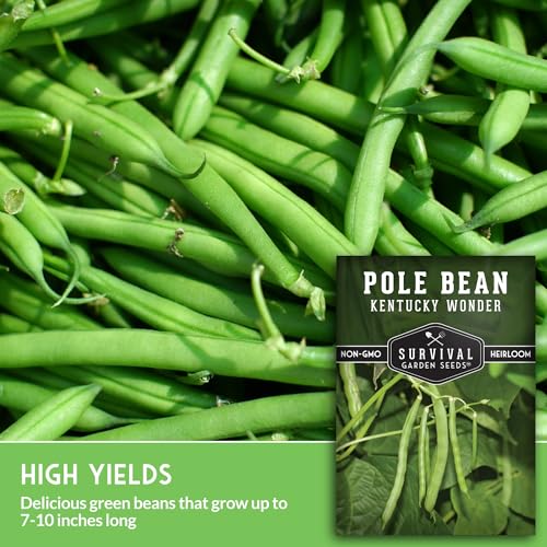 Survival Garden Seeds - Kentucky Wonder Pole Bean Seed for Planting - 1 Packet with Instructions to Plant and Grow Green Snap Beans in Your Home Vegetable Garden - Non-GMO Heirloom Variety - Image 3