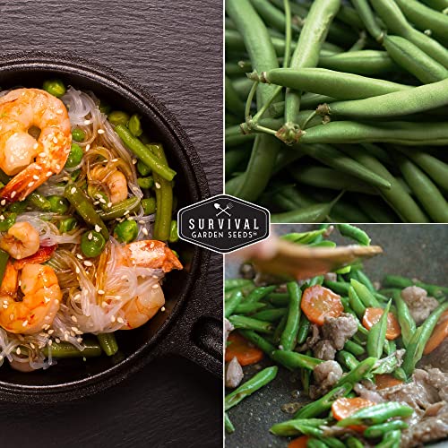 Survival Garden Seeds - Kentucky Wonder Pole Bean Seed for Planting - 1 Packet with Instructions to Plant and Grow Green Snap Beans in Your Home Vegetable Garden - Non-GMO Heirloom Variety - Image 5