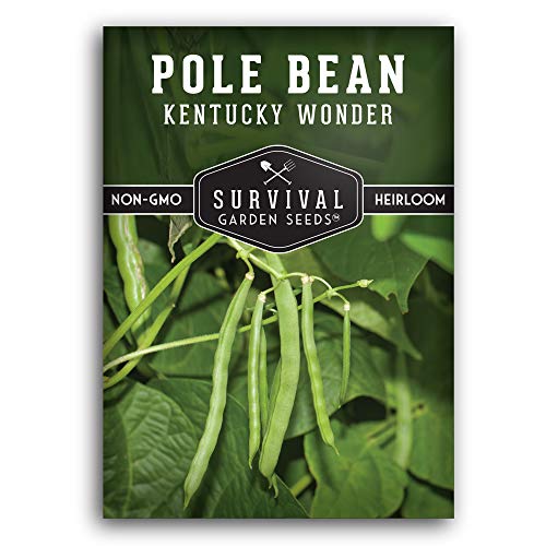 Survival Garden Seeds - Kentucky Wonder Pole Bean Seed for Planting - 1 Packet with Instructions to Plant and Grow Green Snap Beans in Your Home Vegetable Garden - Non-GMO Heirloom Variety - Image 1