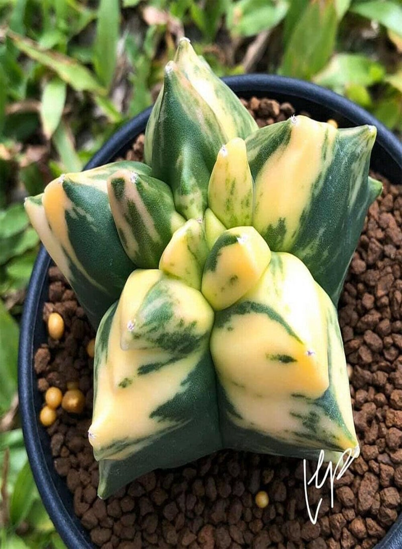 GGOOT Astrophytum Myriostigma 'Kikko Variegata' Variegated Bishop's Cap Cactus 3 seeds