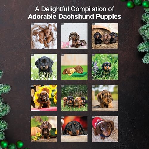 MICASA PRESS Dachshund Puppies 2026 Wall Calendar 12 Month | 12" x 24" Open | Thick & Sturdy Paper | Holiday Gift | Cute Puppy Weiner Dog Calendar 2026 - Image 3