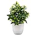 OFFIDIX Artificial Plastic Mini Plants in White Pot,Desk Plant Artificial Flowers with Vase,Small Faux Plastic Plants - Image 2