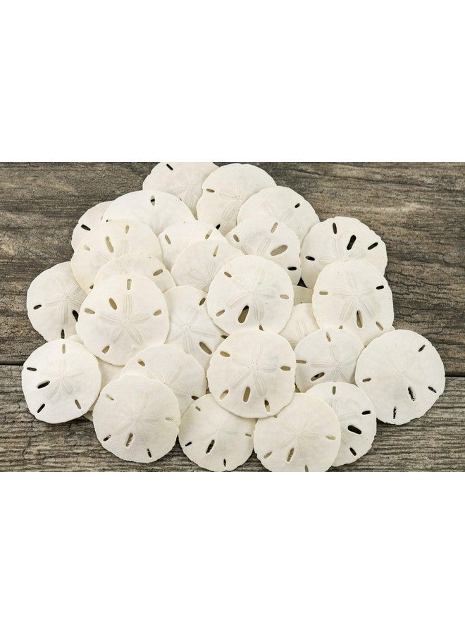 Nautical Crush Trading Sand Dollar | Real Sand Dollars 1 1/2" to 2" (Set of 30) | Seashell Wedding | Sand Dollars for Crafts | Plus Free Nautical eBook by Joseph Rains - Image 1