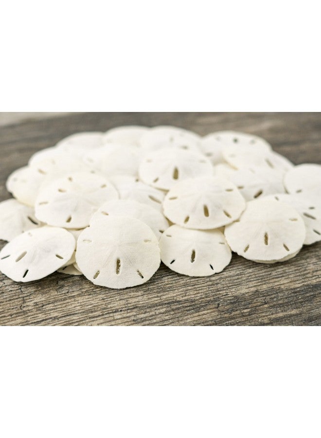 Nautical Crush Trading Sand Dollar | Real Sand Dollars 1 1/2" to 2" (Set of 30) | Seashell Wedding | Sand Dollars for Crafts | Plus Free Nautical eBook by Joseph Rains - Image 4