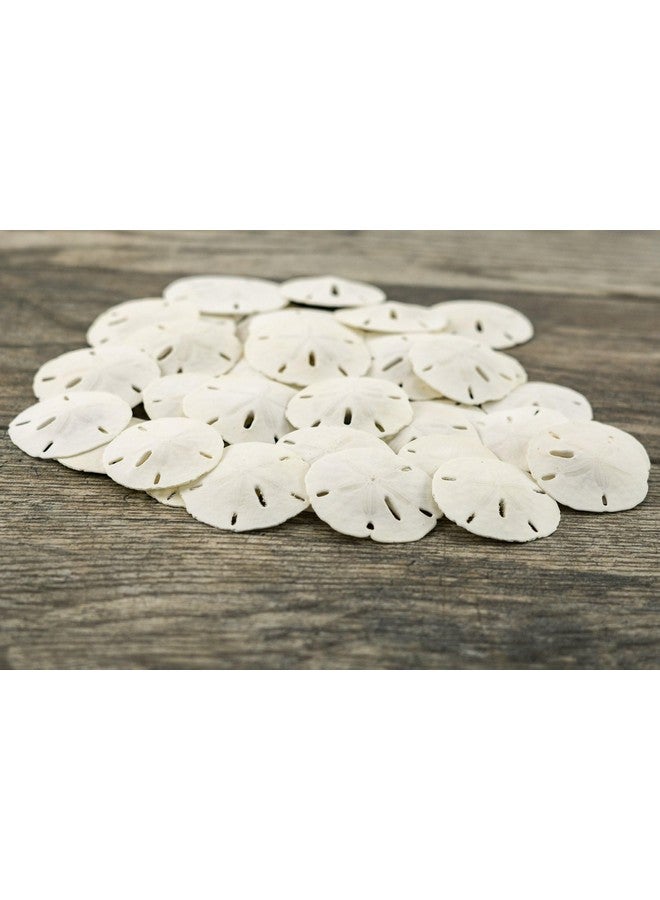 Nautical Crush Trading Sand Dollar | Real Sand Dollars 1 1/2" to 2" (Set of 30) | Seashell Wedding | Sand Dollars for Crafts | Plus Free Nautical eBook by Joseph Rains - Image 2