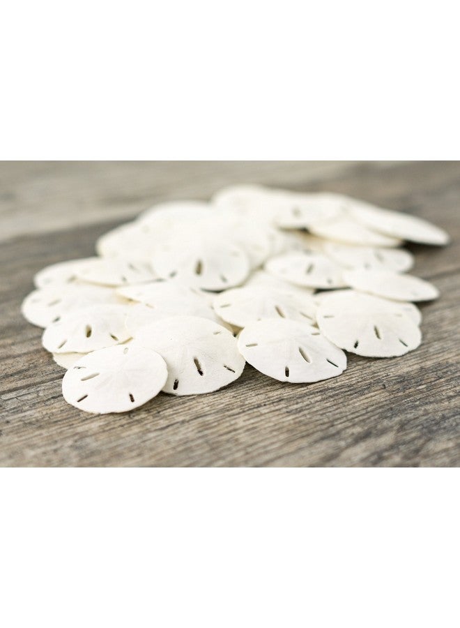 Nautical Crush Trading Sand Dollar | Real Sand Dollars 1 1/2" to 2" (Set of 30) | Seashell Wedding | Sand Dollars for Crafts | Plus Free Nautical eBook by Joseph Rains - Image 5