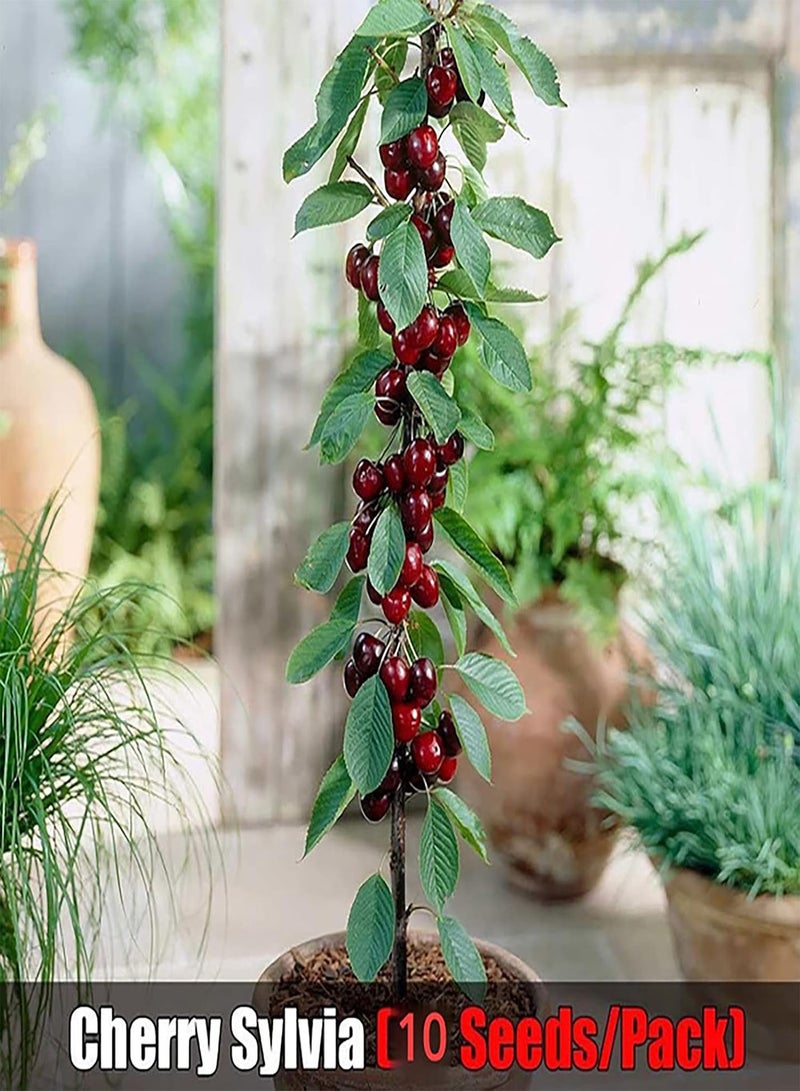 جي جوت 100 قطعة/حقيبة من بذور الفاكهة المختلطة، أشجار ونباتات لذيذة، بذور نباتات الكرز والكمثرى والتفاح والبرقوق السنوية للزراعة في الحديقة والفناء الخارجي، 1 بذور فاكهة - Image 2