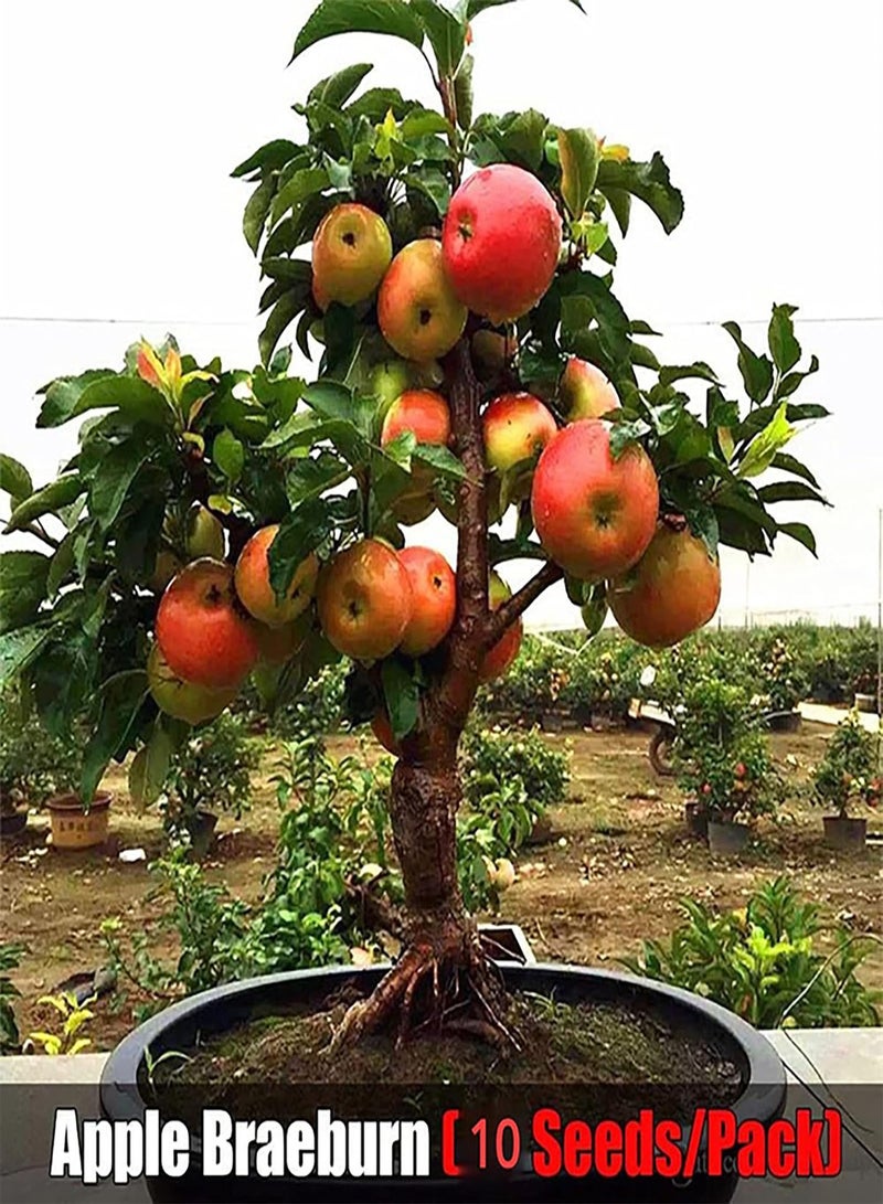 جي جوت 100 قطعة/حقيبة من بذور الفاكهة المختلطة، أشجار ونباتات لذيذة، بذور نباتات الكرز والكمثرى والتفاح والبرقوق السنوية للزراعة في الحديقة والفناء الخارجي، 1 بذور فاكهة - Image 3