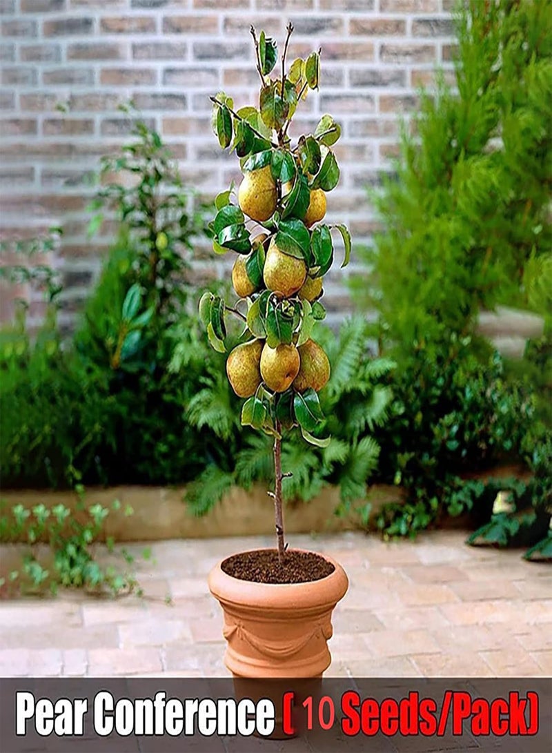 جي جوت 100 قطعة/حقيبة من بذور الفاكهة المختلطة، أشجار ونباتات لذيذة، بذور نباتات الكرز والكمثرى والتفاح والبرقوق السنوية للزراعة في الحديقة والفناء الخارجي، 1 بذور فاكهة - Image 4