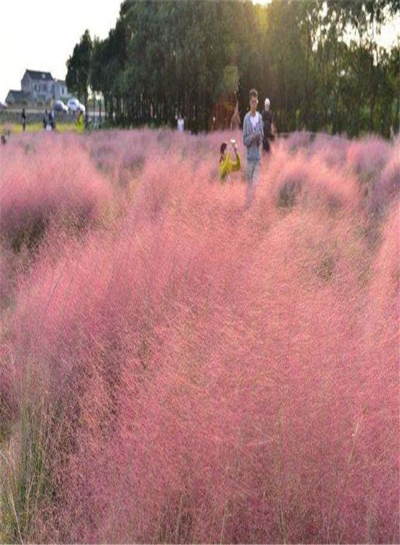 GGOOT Blooms Multicolor Seeds,Fandai Ranzi-excellent_50 grams,Ornamental Plants for Garden Balcony - Image 2