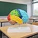 Dranvosk Life Size Human Half Brain Anatomy Model Colored Medical Teaching Tool for Kids Educational Science Kits with Detailed Brain Structure - Image 2