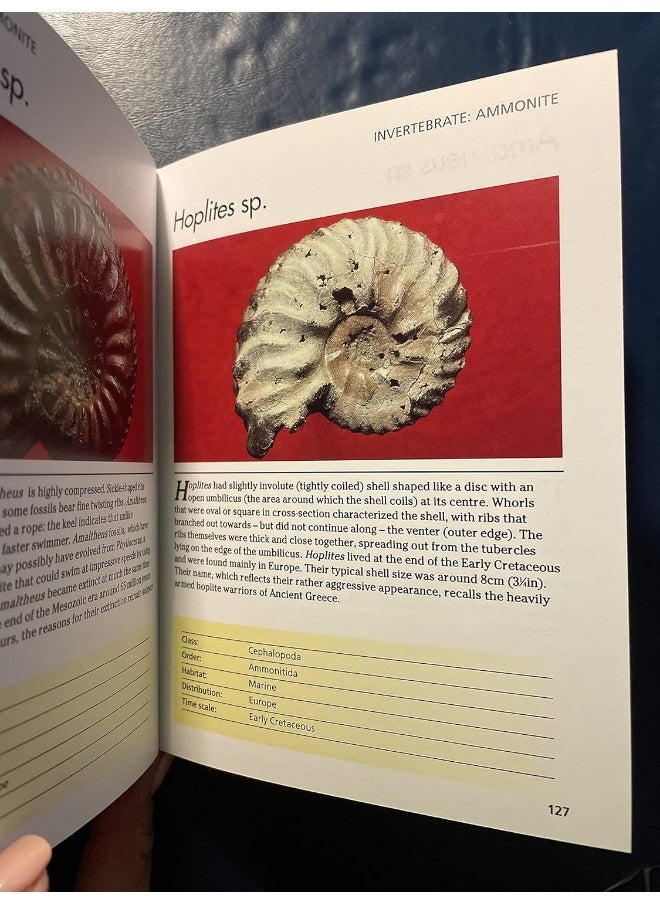 Fossils: 300 of the Earth's Fossilized Species  - Image 3