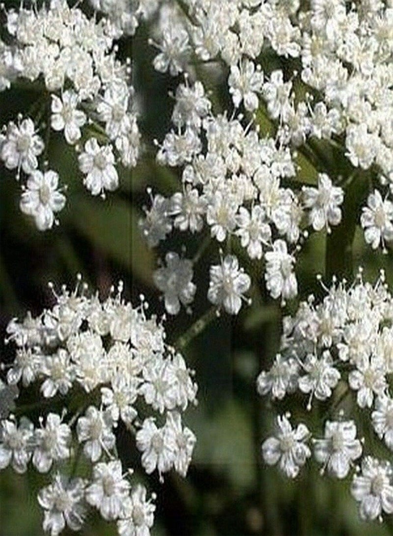 GGOOT Anise (Pimpinella Anisum)- 100 Seeds - Image 1