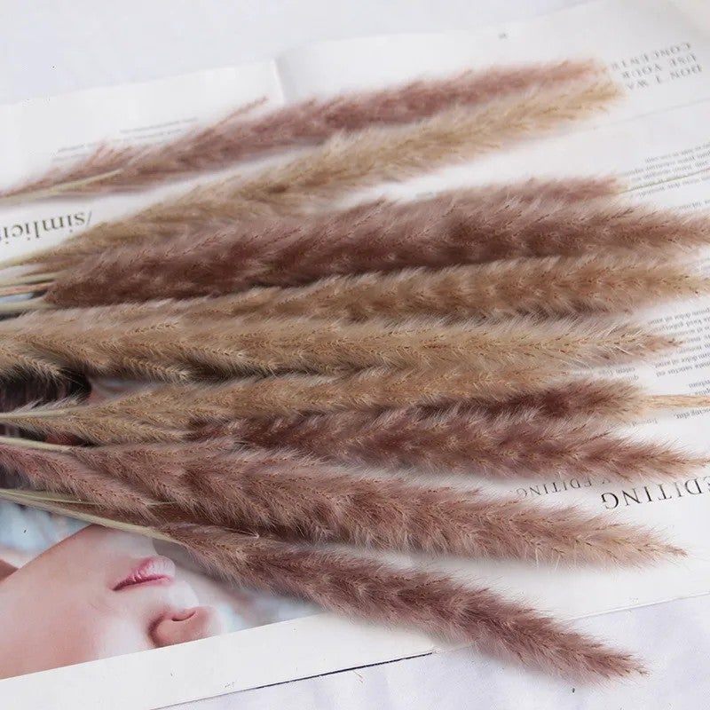 Bluejw E07498 INS Hot Sale 15-60 PCS Natural Dried Pampas Grass Bouquet - White Brown Rabbit Tail Reeds Flower Bunch - Perfect for Home Decor, Dried Plants Arrangement - Image 3