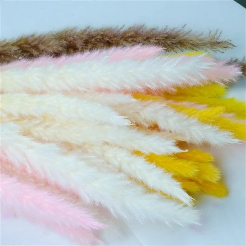 Bluejw E07498 INS Hot Sale 15-60 PCS Natural Dried Pampas Grass Bouquet - White Brown Rabbit Tail Reeds Flower Bunch - Perfect for Home Decor, Dried Plants Arrangement - Image 4
