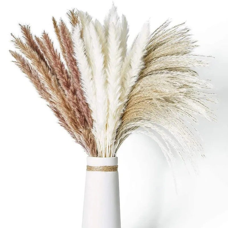 Bluejw E07498 INS Hot Sale 15-60 PCS Natural Dried Pampas Grass Bouquet - White Brown Rabbit Tail Reeds Flower Bunch - Perfect for Home Decor, Dried Plants Arrangement - Image 2