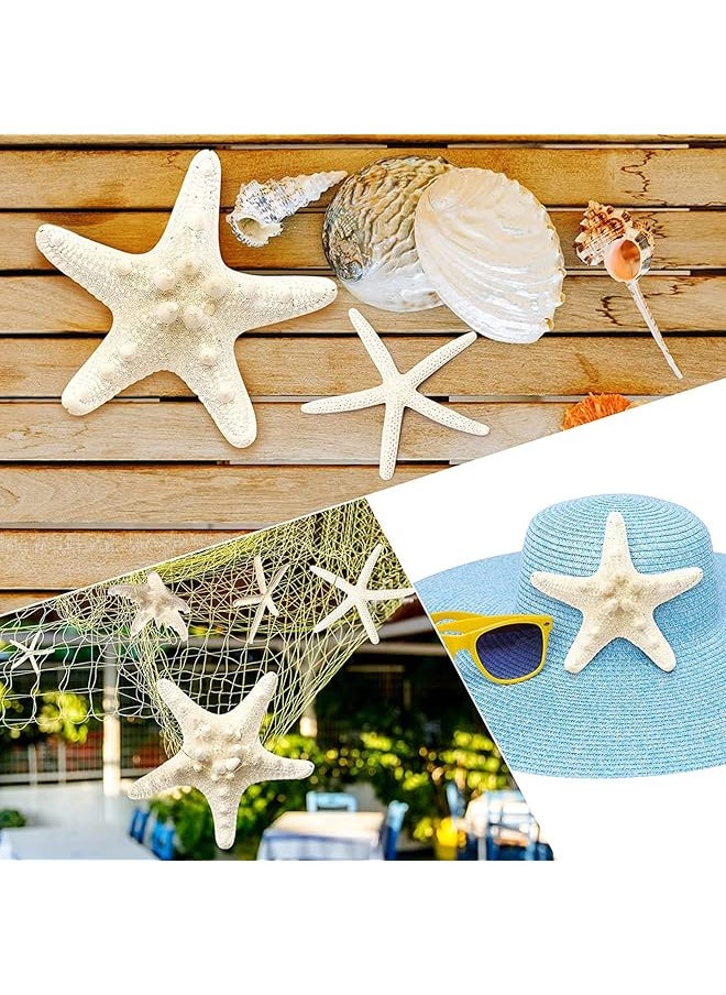 The Bros 12 PCS Natural Starfish 2.5-6 Inch Decor for Crafts, Beach Theme Party, Wedding Decoration, Home Wall Decor, Ornaments, Fish Tank  - Image 1