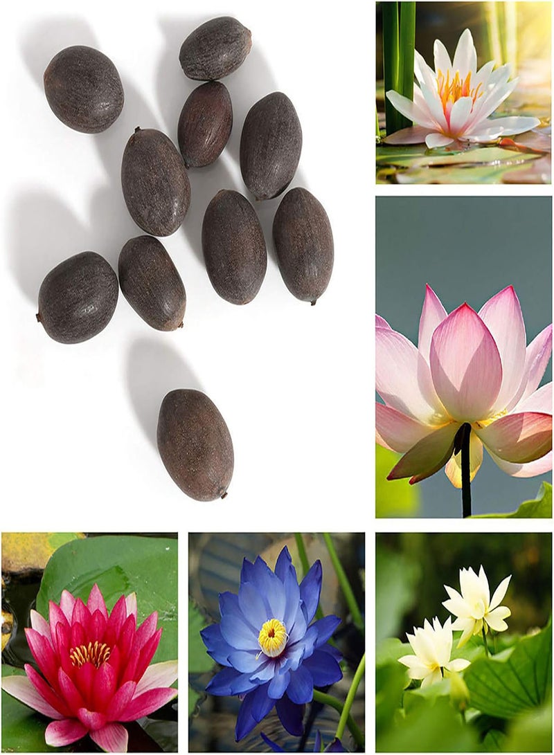 GGOOT Bowl Lotus Seeds, 1 Bag Lotus Seeds Mini Non GMO Mixed Bonsai Lotus Bowl Seeds for Garden for Ideal Outdoor Gardening Gift, Grow Your Own Garden  - Image 4