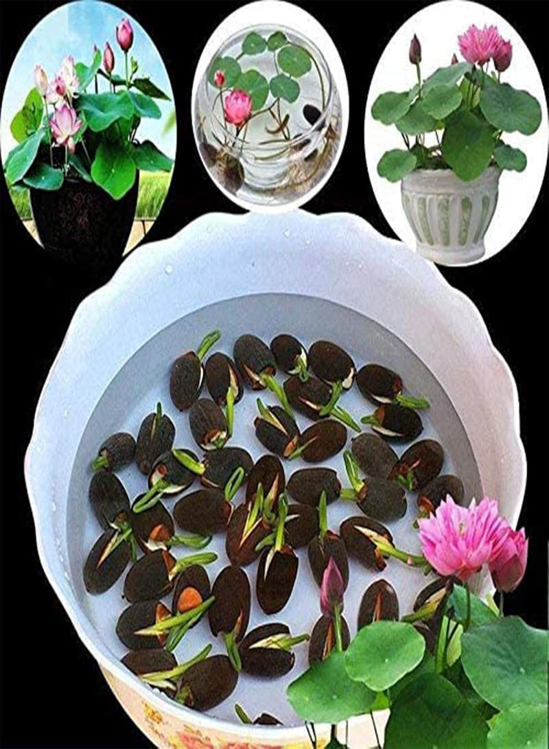 GGOOT Bowl Lotus Seeds, 1 Bag Lotus Seeds Mini Non GMO Mixed Bonsai Lotus Bowl Seeds for Garden for Ideal Outdoor Gardening Gift, Grow Your Own Garden  - Image 1