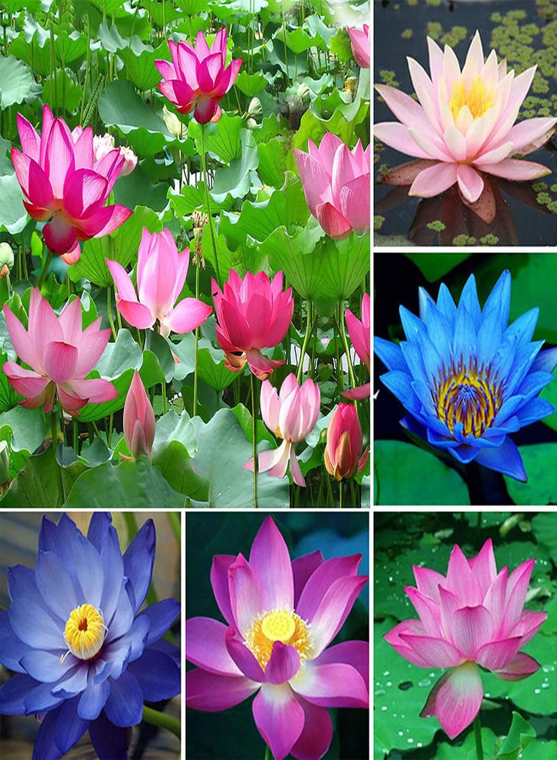 GGOOT Bowl Lotus Seeds, 1 Bag Lotus Seeds Mini Non GMO Mixed Bonsai Lotus Bowl Seeds for Garden for Ideal Outdoor Gardening Gift, Grow Your Own Garden  - Image 2