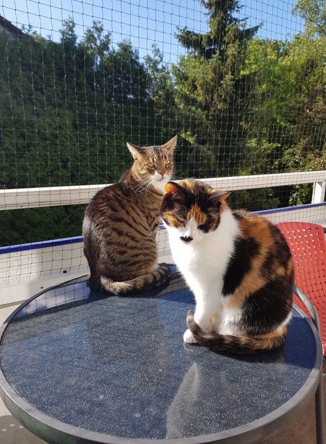 AIYGO Cat Netting Balcony 10 * 33ft Pet Mesh Fence for Balcony Black Nylon Balcony Netting for Pets Anti-Fall Cat Net for Balcony and Windows - Image 4