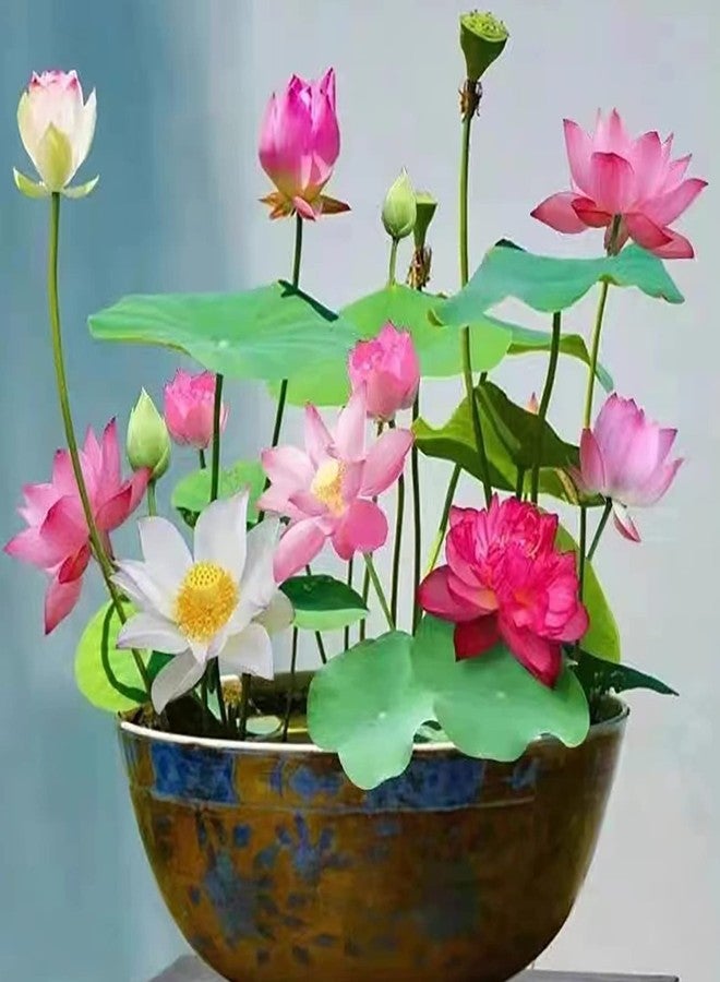 VISTATU 12+ Pcs Bonsai Bowl Lotus Seeds, Water Lily Flower Plant Seed Flowering Aquatic Fresh Garden Seeds for Pond Home Planting Ornamental(Mixed Color) - Image 1