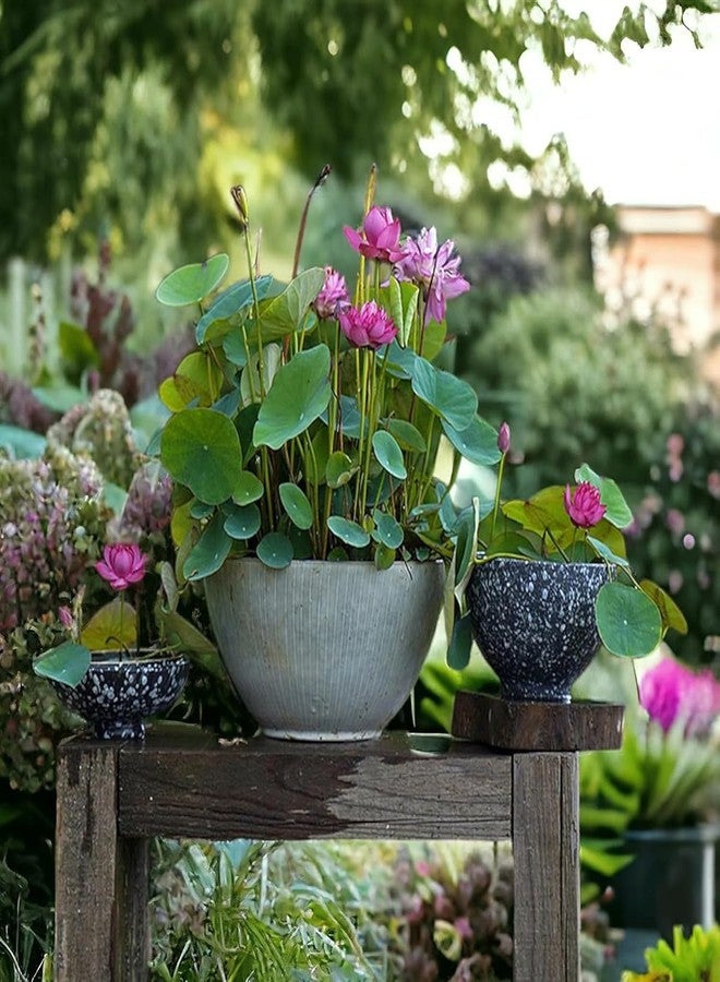 VISTATU 12+ Pcs Bonsai Bowl Lotus Seeds, Water Lily Flower Plant Seed Flowering Aquatic Fresh Garden Seeds for Pond Home Planting Ornamental(Mixed Color) - Image 2
