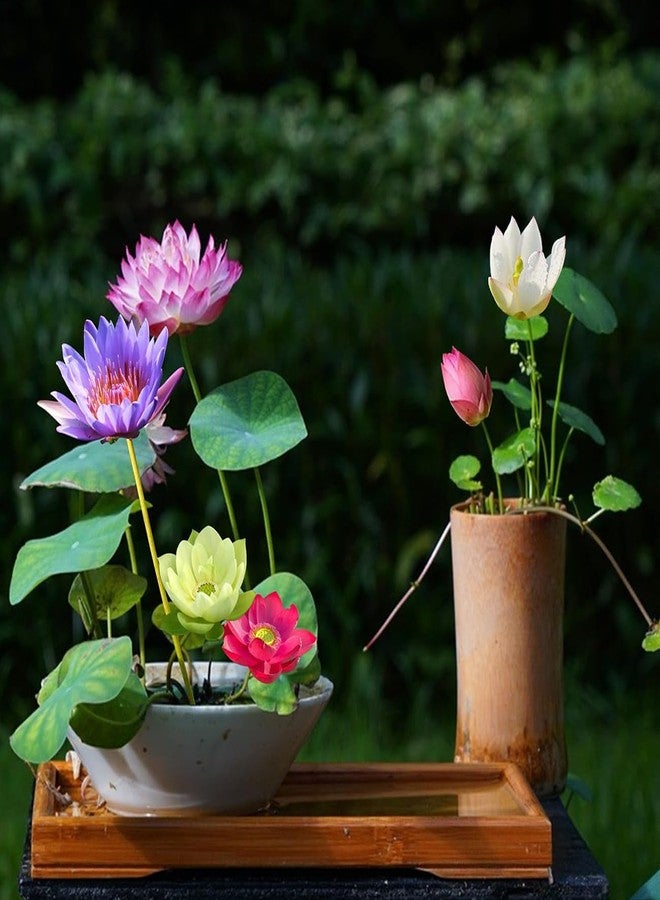 VISTATU 12+ Pcs Bonsai Bowl Lotus Seeds, Water Lily Flower Plant Seed Flowering Aquatic Fresh Garden Seeds for Pond Home Planting Ornamental(Mixed Color) - Image 5