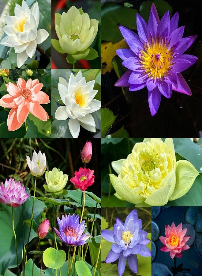 VISTATU 12+ Pcs Bonsai Bowl Lotus Seeds, Water Lily Flower Plant Seed Flowering Aquatic Fresh Garden Seeds for Pond Home Planting Ornamental(Mixed Color) - Image 4