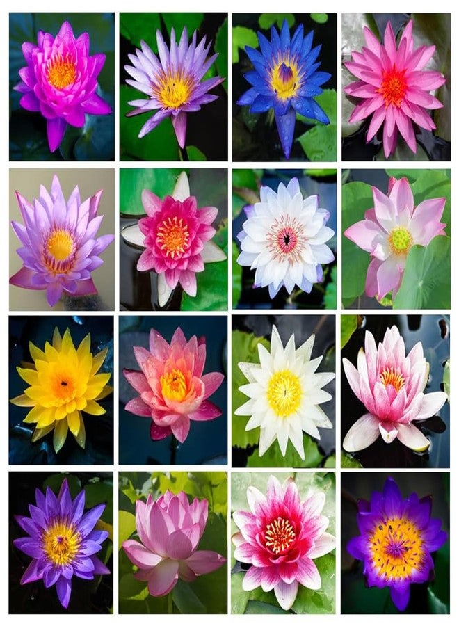 VISTATU 12+ Pcs Bonsai Bowl Lotus Seeds, Water Lily Flower Plant Seed Flowering Aquatic Fresh Garden Seeds for Pond Home Planting Ornamental(Mixed Color) - Image 3