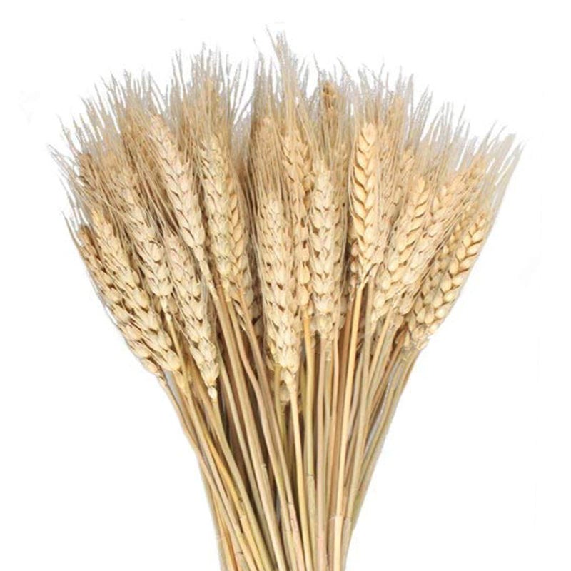 MHMJON 100 Pcs Dried Wheat Sheaves Bundle Golden Natural Wheat Bouquet Bunch Dried Flowers Arrangement for Fall Farmhouse DIY Design Home Table Wedding Party Centerpieces Decor 16