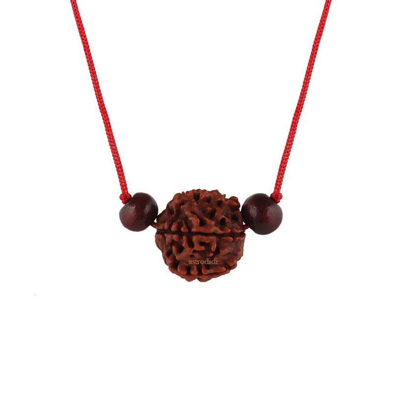 ASTRODIDI Brown 6 Mukhi Nepali Rudraksha with Chandan Beads