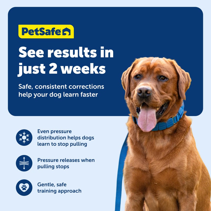 PetSafe Soft Point Training Collar - Comfortable No-Pull Adjustable Quick-Release Collar with Removable Soft Rubber Points - Pain-Free Training for Better Leash Manners - Large - Blue - Image 4