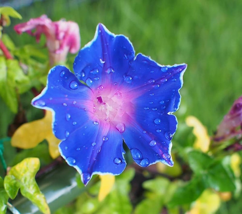 Ficoszo 200+ Morning Glory Seeds for Planting, Mixed Color Ipomoea Nil Seeds Heirloom Vine, High Germination Rate Open Pollinated Seed - Image 2