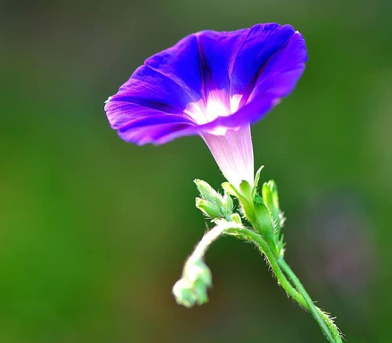 Ficoszo 200+ Morning Glory Seeds for Planting, Mixed Color Ipomoea Nil Seeds Heirloom Vine, High Germination Rate Open Pollinated Seed - Image 3