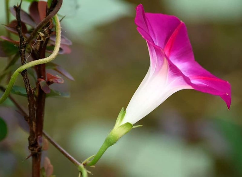 Ficoszo 200+ Morning Glory Seeds for Planting, Mixed Color Ipomoea Nil Seeds Heirloom Vine, High Germination Rate Open Pollinated Seed - Image 5