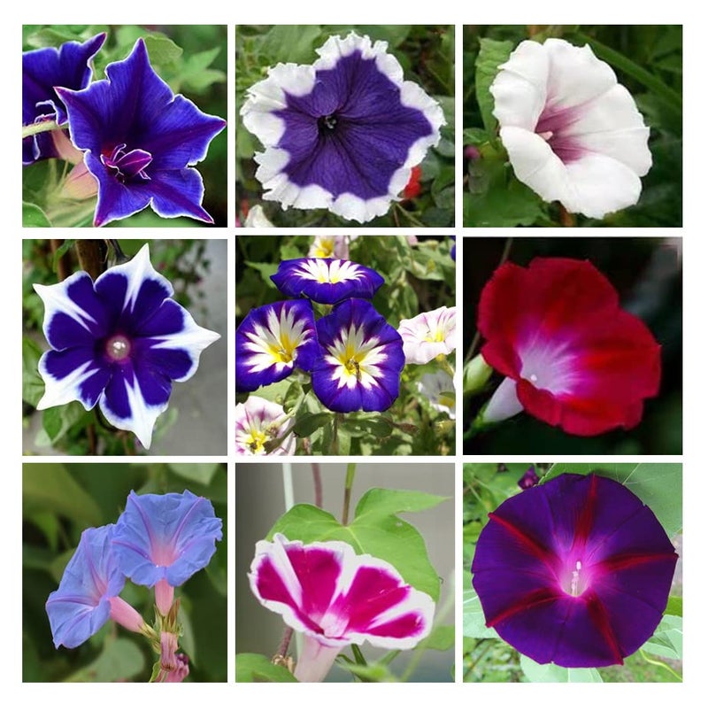 Ficoszo 200+ Morning Glory Seeds for Planting, Mixed Color Ipomoea Nil Seeds Heirloom Vine, High Germination Rate Open Pollinated Seed - Image 1