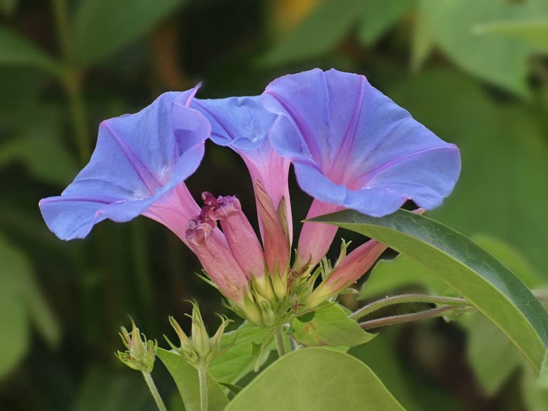 Ficoszo 200+ Morning Glory Seeds for Planting, Mixed Color Ipomoea Nil Seeds Heirloom Vine, High Germination Rate Open Pollinated Seed - Image 4